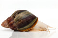 Archachatina rhodostoma Benin albino body, subadult, 7cm